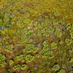 listing image thumbnail with ID 113815