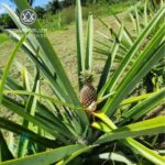 listing image thumbnail with ID 112653
