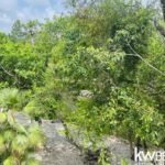 listing image thumbnail with ID 114598