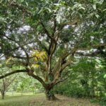 listing image thumbnail with ID 114564