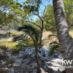 listing image thumbnail with ID 114515