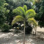 listing image thumbnail with ID 114612