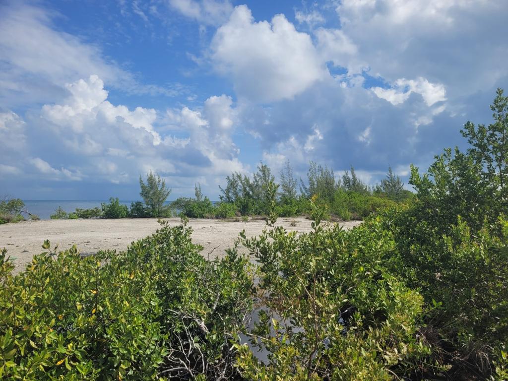listing image with ID 115261