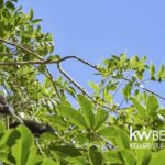 listing image thumbnail with ID 115485